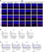 CHX10 Antibody in Immunohistochemistry (IHC)