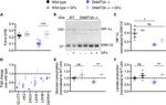 HIF1A Antibody in Western Blot (WB)