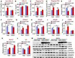 CD36 Antibody in Western Blot (WB)