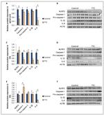 beta Actin Antibody in Western Blot (WB)