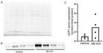 UCP1 Antibody in Western Blot (WB)