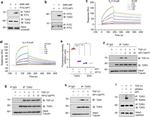 FITC Antibody in Immunoprecipitation (IP)