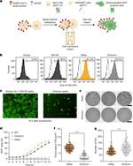 SARS-CoV-2 Spike Protein S1/S2 Antibody in Flow Cytometry (Flow)