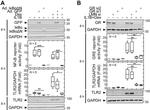 Glucocorticoid Receptor Antibody in Western Blot (WB)