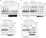 HDAC2 Antibody in Western Blot (WB)