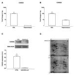 Calsequestrin Antibody in Western Blot (WB)