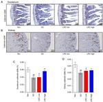 Calbindin D28K Antibody in Immunohistochemistry (Paraffin) (IHC (P))