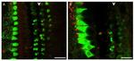 MYO7A Antibody in Immunohistochemistry (PFA fixed) (IHC (PFA))