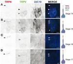 GFP Antibody in Immunohistochemistry (IHC)