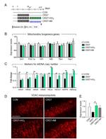 VDAC Antibody in Immunohistochemistry (IHC)