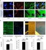 MAP2 Antibody in Immunocytochemistry (ICC/IF)