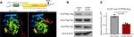 Myc Tag Antibody in Immunoprecipitation (IP)