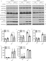 GAPDH Antibody in Western Blot (WB)