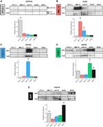 HSP90 alpha Antibody in Western Blot (WB)