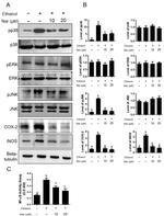 beta Tubulin Antibody in Western Blot (WB)