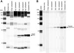 Rab4 Antibody in Western Blot (WB)