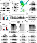 BANP Antibody in Western Blot, Immunoprecipitation (WB, IP)