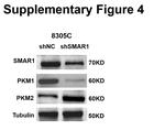 BANP Antibody in Western Blot (WB)