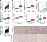 ZCCHC17 Antibody in Immunohistochemistry (IHC)