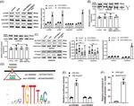 Acetyl-FOXO1 (Lys294) Antibody in Western Blot (WB)