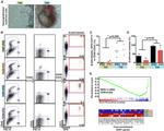 CD33 Antibody in Flow Cytometry (Flow)