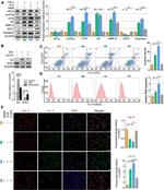 Caspase 3 (Cleaved Asp175) Antibody in Western Blot (WB)