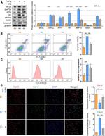 Caspase 3 (Cleaved Asp175) Antibody in Western Blot (WB)