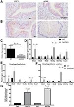 HOPX Antibody in Immunohistochemistry (IHC)