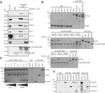 Importin 7 Antibody in Western Blot (WB)