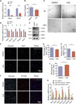 CHX10 Antibody in Western Blot (WB)