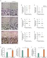 Myeloperoxidase Antibody in Immunohistochemistry (IHC)