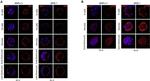 Phospho-YAP1 (Ser127) Antibody in Immunocytochemistry (ICC/IF)