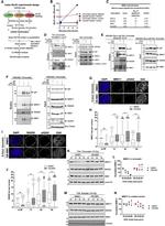 Lamin B1 Antibody in Western Blot (WB)