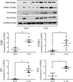 ETHE1 Antibody in Western Blot (WB)