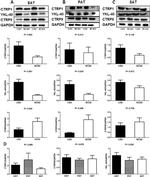 CTRP1 Antibody in Western Blot (WB)