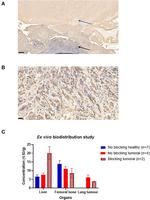 PD-L1 Antibody in Immunohistochemistry (IHC)