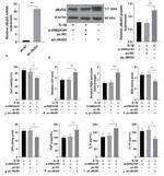 JMJD3 Antibody in Western Blot (WB)