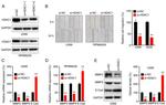 MMP9 Antibody in Western Blot (WB)