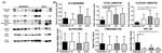 Vimentin Antibody in Western Blot (WB)