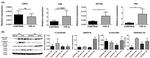 Vimentin Antibody in Western Blot (WB)