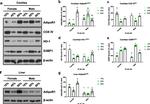 HMOX1 Antibody in Western Blot (WB)