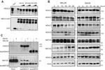 HDAC3 Antibody in Western Blot (WB)