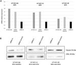 TUBA1A Antibody in Western Blot (WB)