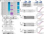 SMARCC1 Antibody in Immunoprecipitation (IP)