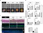 LOR Antibody in Immunohistochemistry (IHC)