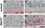 Annexin A8 Antibody in Immunohistochemistry (PFA fixed) (IHC (PFA))