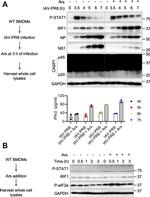 Influenza A NP Antibody in Western Blot (WB)