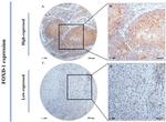 FOXD1 Antibody in Immunohistochemistry (IHC)