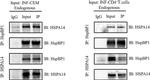 HSPBP1 Antibody in Western Blot, Immunoprecipitation (WB, IP)