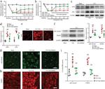 Phospho-Syk (Tyr525) Antibody in Western Blot, Immunohistochemistry (WB, IHC)